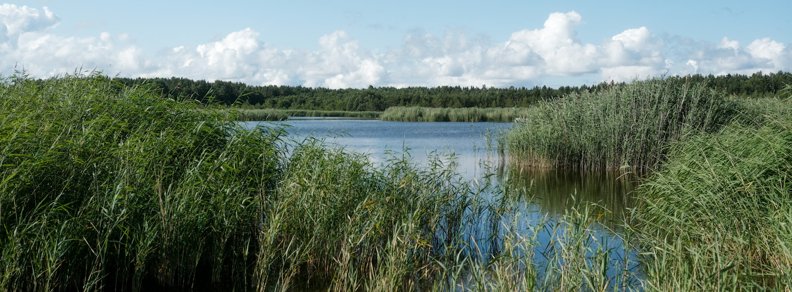 Tall reeds at the edge of a northern inland lake with distant trees